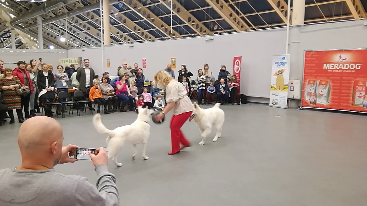 Калашников, Аврора, танец с мячом ZooFest 11.02.2018