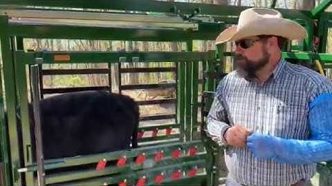 Synchronization of cattle Step 3