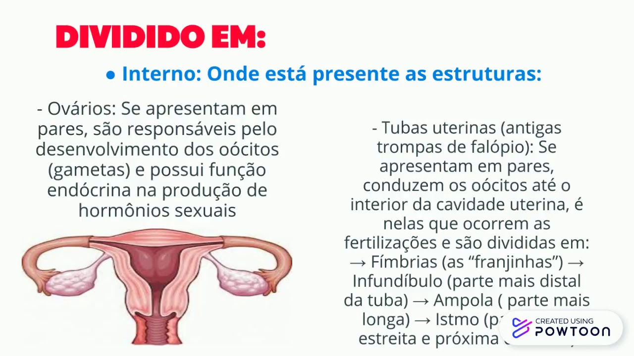 Sistema Reprodutor Humano Feminino