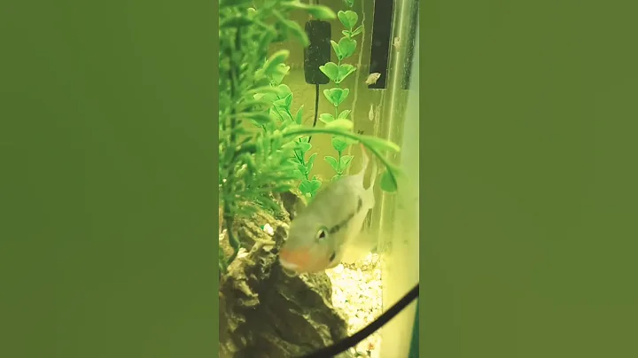 he is so majestic just no other Firemouth like him. - DayDayNews