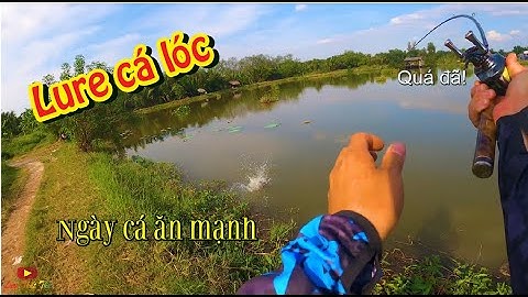 Lure cá lóc | Hồ câu lure Bối Bối  | Lure Triệu Hướng