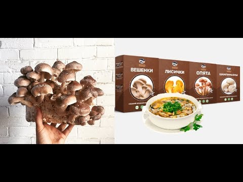 Грибница купить