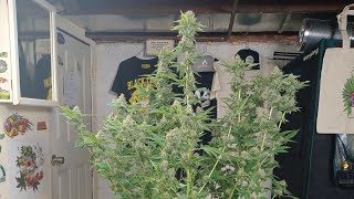 Gushers Harvest day Royal Queen Seeds Spider Farmer G5000/UVR40 medical marijuana grow
