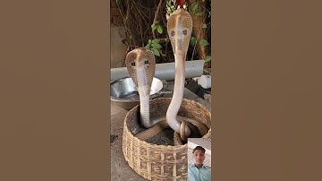 mahadev status mahakal status bholenath status #status #animal #shivshiv #funny #mahadev