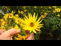 Native Sunflowers For Bees