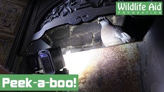 Trapped bird rescued from a chimney!