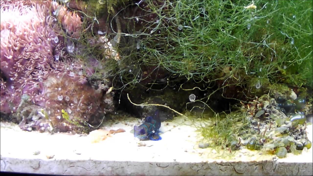 Mandarin Feeding, First time Lobster Eggs YouTube