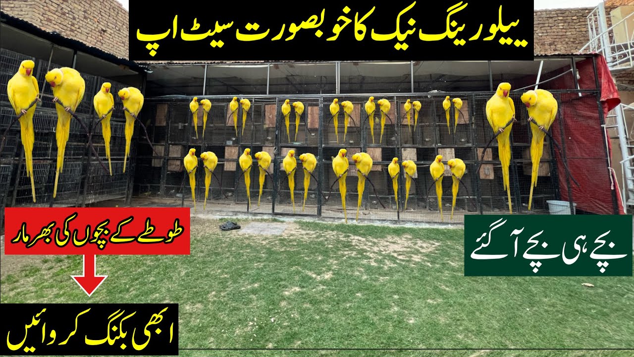 Biggest Yellow Ringneck Setup | Yellow Ringneck Parrot Chicks |Talking Parrot Chicks| Birds Market
