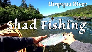 Shad Fishing the Umpqua River - Erik the Fish Nerd (repost)