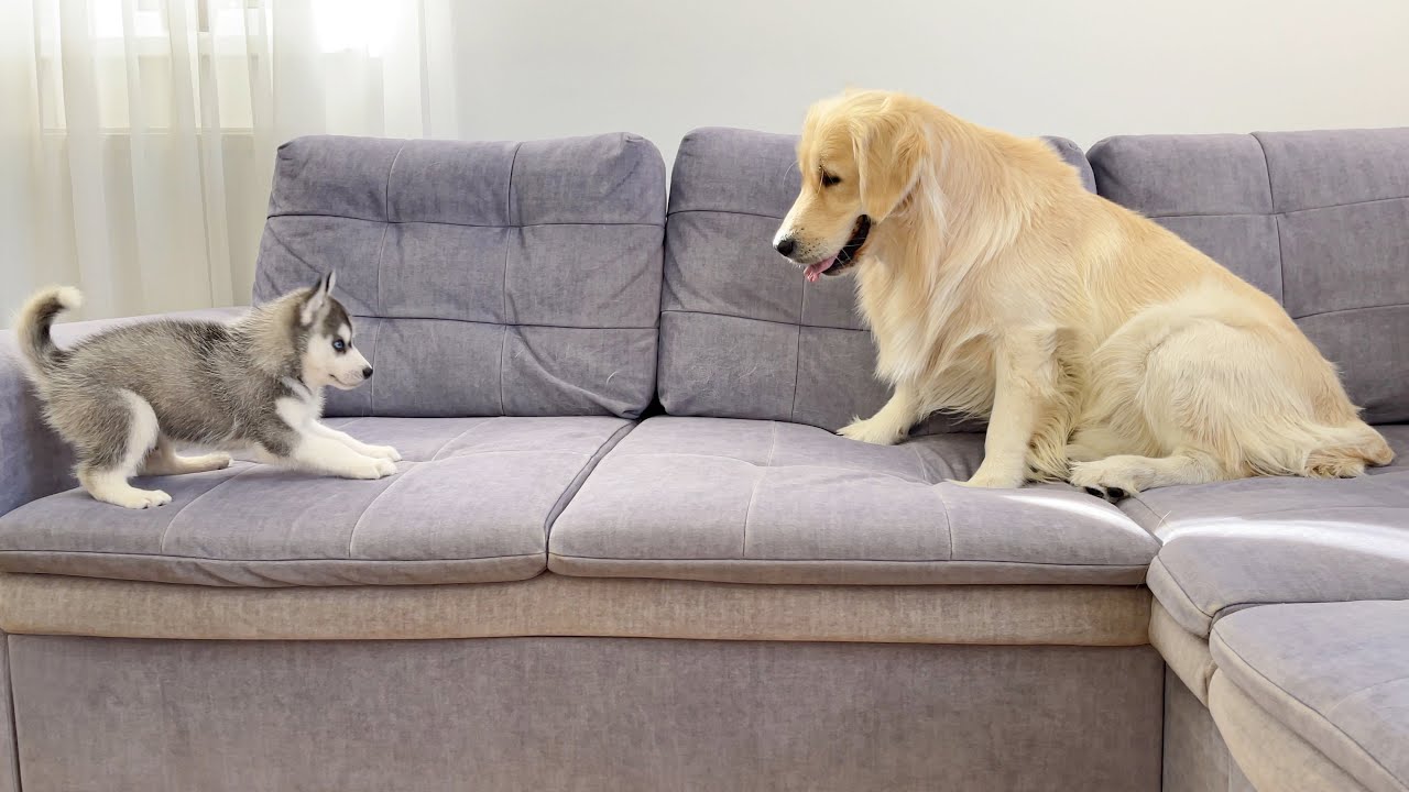 Husky Puppy Meets Golden Retriever for the First Time [CUTEST REACTION EVER!!]
