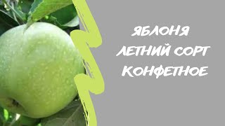 Яблоня Конфетное🍏🍎. Летний сорт. Стоит ли сажать?