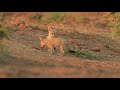 Cuteness overloaded...Indian Fox Pups