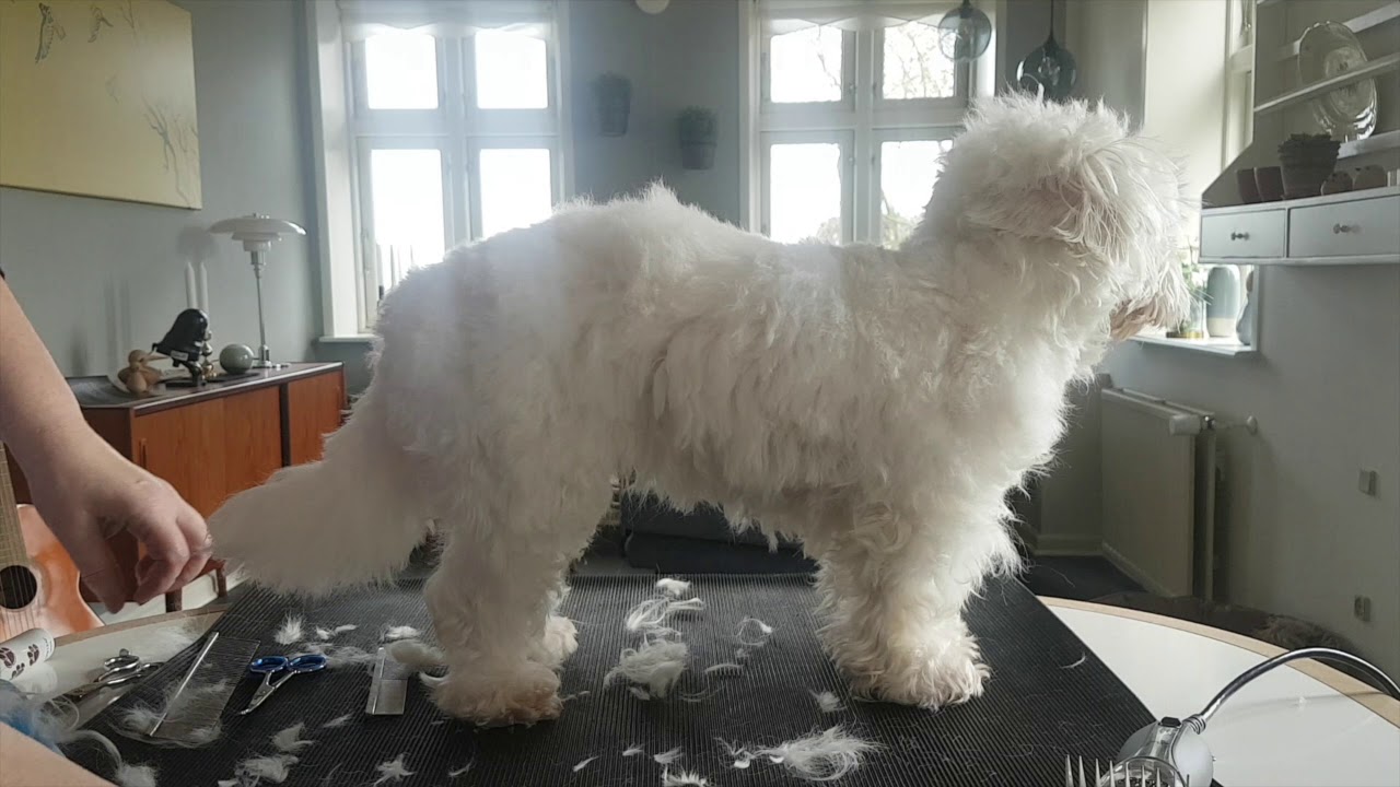Sådan klipper du din hund