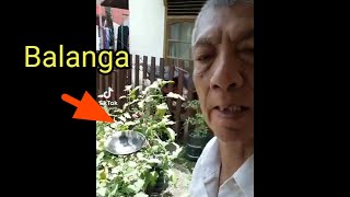 video asli Gara' ikan ini mama buang balanga