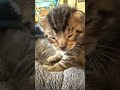#kitten #cutenessoverload #cutecats #ilovethem #adorablecat #cat #cutekitty #meowslovers #happycats