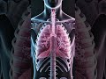 Watch Your Lungs Work in Real Time 🫁Satisfying Breathing ASMR Animation #satisfying #shorts#health