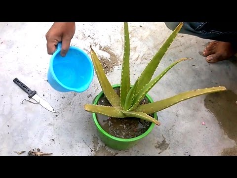 How To Grow Aloe Vera From Leaf Grow Indoors Youtube
