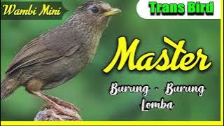 Masteran Burung kicau Full Senjata tajam !!! - Suara jelas Jernih Untuk Semua Burung