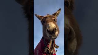 Don't look at me like that smiling donkey ever🤧 #donkey