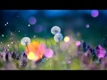 Футаж Одуванчики в ночи HD Video Background