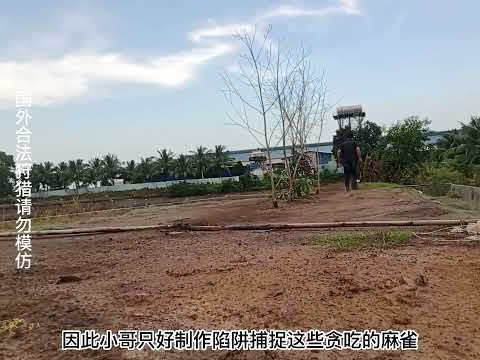 麻雀偷吃稻谷，柬捕寨村民使用大网捕捉麻雀一抓一麻袋#国外合法狩猎 #国外农村生活 #荒野猎人 #陷阱 #户外