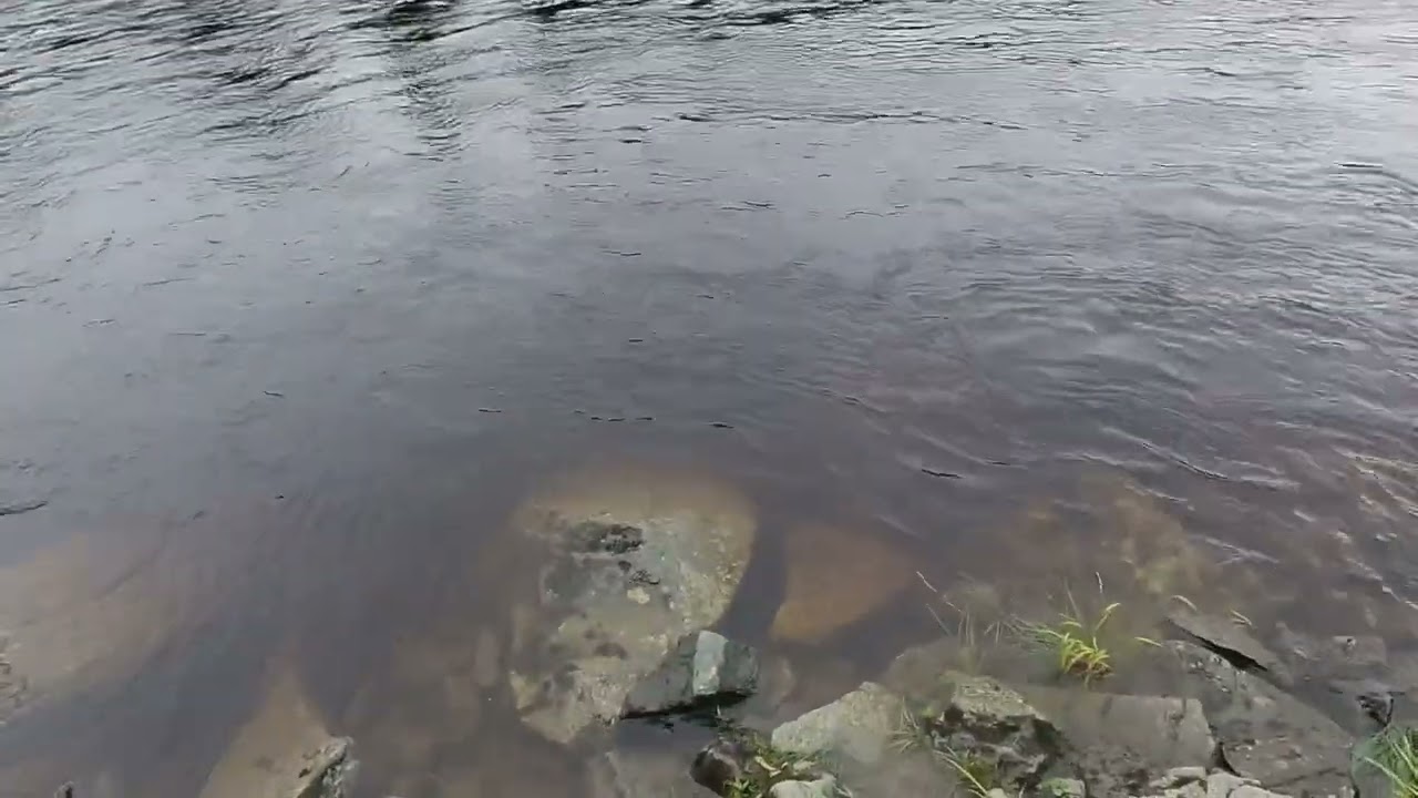 Fiske i Verdalselva |  Salmonfishing in Verdalselva