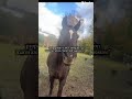 Propaganda!!#horse#horsegirl#outside#mares#equestrian