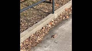 Aggressive squirrel attacks girl!!!
