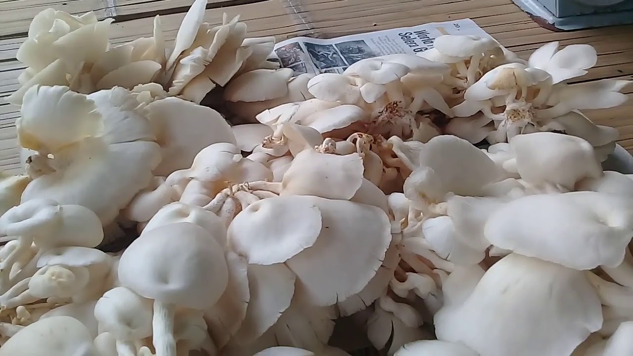 PANEN JAMUR TIRAM SEGAR / JAMUR TIRAM PUTIH / OYSTER MUSHROOM YouTube