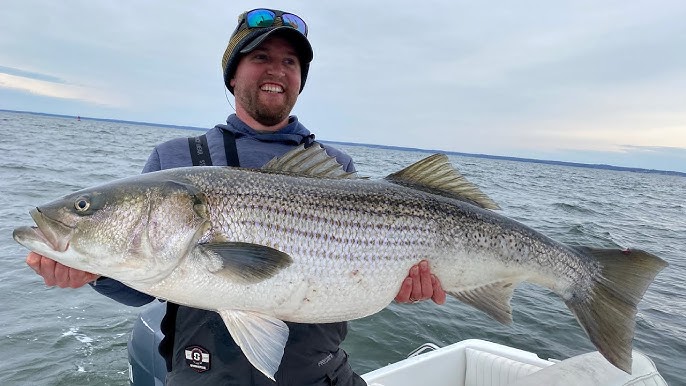 Striper Fishing for Dummies! How to catch Stripers for Beginners