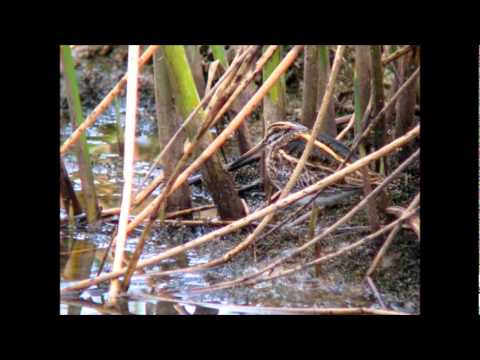 camera iphone 8 plus apk Jack Snipe