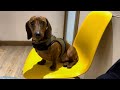 Mini dachshund goes to the vet