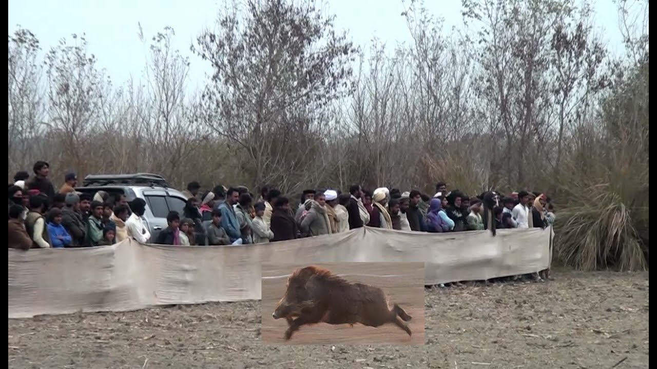 World Boar Hunting Dog Soor Ka Shikar 2023 HD Video