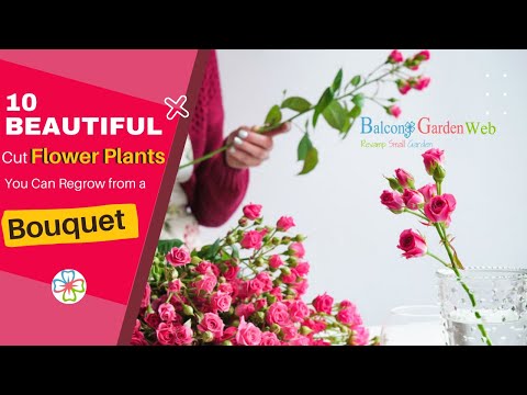 Video: Rooting Bouquet Flowers – Come far ricrescere fiori già recisi