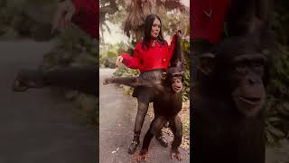 #Limbani The #Chimpanzee Almost As Tall As Human Mom @Mariatabraue.