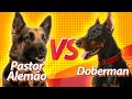 PASTOR ALEMÃO vs DOBERMAN | Duelos de raças Baw Waw