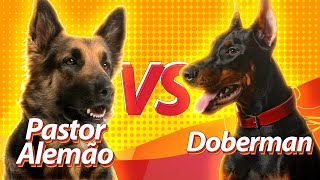 PASTOR ALEMÃO vs DOBERMAN | Duelos de raças Baw Waw