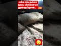 The Cutest Cat Sleeping | நல்லா தூங்குறான் 🥰