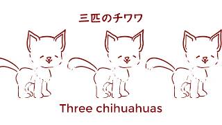 three chihuahuas