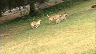 Carolina Dogs (American Dingoes) Jumping Off 18 ft Rock Wall