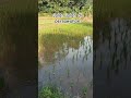Jalan jalan di persawahan #subscriber #shorts #vidioshorts