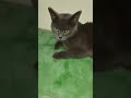 Cinematic Kucing #shorts #tugaskuliah