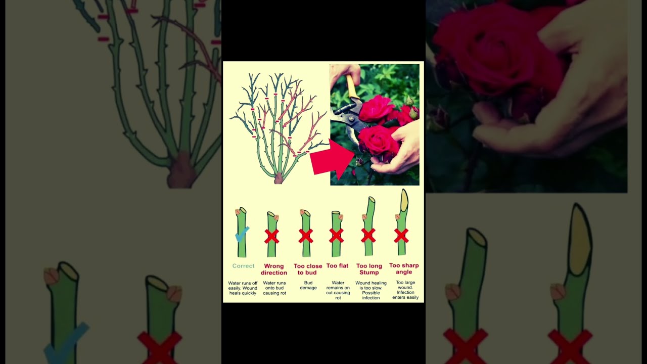 Master Rose Pruning Easy Techniques For Beautiful Blooms 