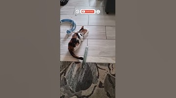 My Cat VS Cucumber. 😹😹😹
