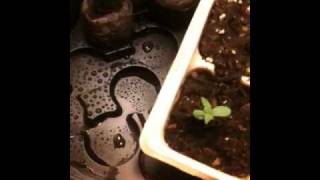 Little grow