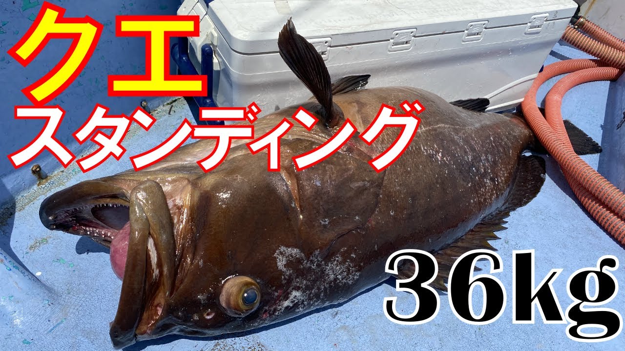 モロコ クエ 特集トップ 海釣り 船釣り専門店の沖三昧 釣具販売 釣具通販 モロコ クエ 特集トップ 海釣り 船釣り専門店の沖三昧 釣具販売 釣具通販