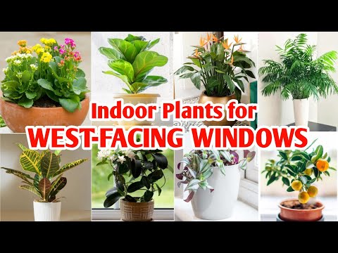 22 Best Indoor Plants for West Facing Windows | Indoor Plants for West Window | Plant and Planting