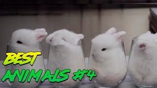 Best Animals Coub #4 | Лучшие кубы с животными #4 (Ноябрь 2018) Best Animals Coub #4 | Лучшие кубы с животными #4 (Ноябрь 2018)