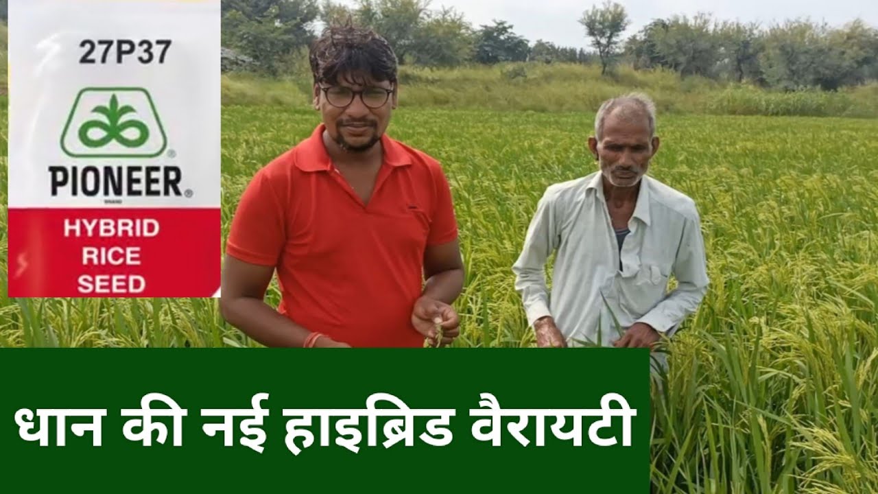 pioneer 27P37 धान की नई हाइब्रीड वैरायटी pioneer 27P37 dhan seed