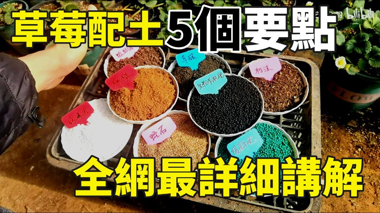 草莓基质怎么配？掌握这五个要点，效果惊人！【手艺人飞羽】